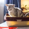 猫のうんちに血がついている時に考えられる７つの病気、対処法