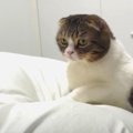 飼い主さんを探せ！かくれんぼに挑戦する親子猫たち♡