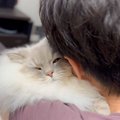 『抱っこ苦手な猫』をパパが抱っこしていたら…『ママに見せた表情』が…