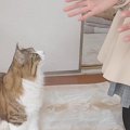 『家族と3か月ぶりに再会した猫』の反応…まさかの行動に涙が止まらな…