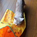 シャカシャカ袋にズザーッ♪穴を覗いて猫パンチ！