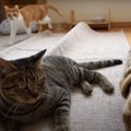 隠れた頭脳派？！鬼ごっこをする猫ちゃんたち