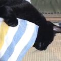 『ソファでだらけている黒猫』を見守っていたら…まさかの展開に爆笑の声「…