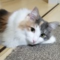 猫は外出した飼い主の帰りを待っている？