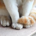 猫がしっぽを追いかける理由や疑う病気