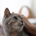 猫の『里親』になるための審査が厳しい理由3つ　必要となる条件や心得…