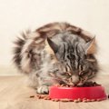 猫がちょいちょい『お皿からご飯を出す』3つのワケ　使っている食器が気に…