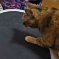 ブルブルマシンの電源を入れたら、『猫』が乗ってきて…飼い主爆笑の『まさ…