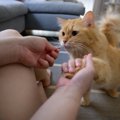 猫の『ご飯の食いつき』をよくする5つのアイデア！実践する際の注意ポ…