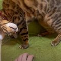 「私のものでーす！」パパさんのイスを気に入ってしまった猫ちゃん