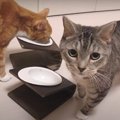 余韻たっぷり♪猫ちゃんの大好きおやつタイム