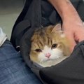 渋い表情で病院へ…！待合室でおっかなびっくりな猫ちゃん