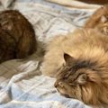 穏やかに見える家で猫の飼育放棄が…7匹の高齢猫たちの運命は？