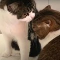 飼い主さんを起こしたいパパ猫さん！息子猫くんに相談したら…