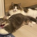 『幸福度の高い猫』がよくする仕草・行動３つ