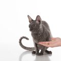 猫から『嫌われる人』が無意識にしている3つのこと