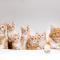 猫を『室内飼い』しない場合に起こるリスク5つ