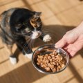 猫が『食べすぎた』ときに表れるサイン5選　放置すると危険？適切な対…