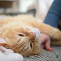 猫が見せる『信頼の証』とは？5つの仕草・行動をチェック！