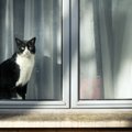 外出した猫が違う家で飼われていたら取り戻すべき？法律や対処法