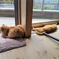 飼い主死去で取り残された猫、独りぼっちの日々を耐え兄弟と幸せに！