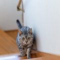 猫が飼い主の後を『付いて回る』4つの理由！度を超えた場合の注意点と…