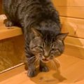 威嚇する猫が『おやつ』に気付いた結果…表情が一変する様子が可愛すぎ…