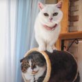 「譲れないニャ！」お気に入りの場所を独り占めしたい猫さんたち