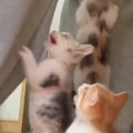 元気いっぱいな子猫たち→『ごはんの準備』を始めると、足元に大集合……