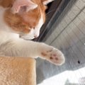 窓にくっついている虫に気づいた猫→そっと前足を伸ばして……思わずキュ…
