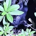 小さく幼い体で"痛みに耐えながらご飯を食べていた"保護猫…6ヵ…