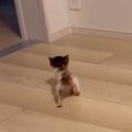 お部屋を歩き回る『生後1か月の小さな子猫』を見守った結果…尊すぎる光景…
