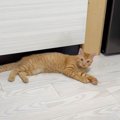 猫カフェで『浮気してしまった』結果…愛猫が見せた反応が可愛すぎると…