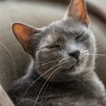 人にはあるのに『猫にはない感情』3選　誤解されがちな仕草や行動の意…