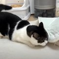 雨の日だって元気いっぱい！カーペットを使って大暴走する猫くん