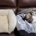 猫ちゃんがロフトベッドで寝なくなったその訳は…？