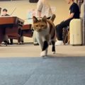 軽快なステップで駆け寄ってくる猫→目の前まで来ると…あまりにも可愛い『…