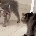 喧嘩をしていた『2匹のパヤパヤ子猫』→もう1匹の子猫が現れた結果…まさか…