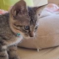 元野良の子猫と赤ちゃんが一緒に暮らし始めた結果…ジーンとくる『愛にあふ…