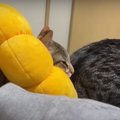 交代でパパを看病する…？猫ちゃんたちにご注目