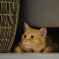 猫が『身の危険』を感じた時の行動３選　飼い主がとるべき対応とは？