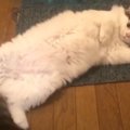 絶対お部屋には戻りません！猫ちゃん全力の拒否