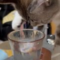 『水をさわって遊ぶ猫』を見ていると……飼い主さんに見せた『可愛すぎ…