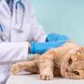 猫の『免疫力が下がっている』ときに表れるサイン5つ　起こりうるトラブル…