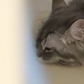 『猫を飼っていて嬉しい瞬間』をSNSに投稿したら…698万表示された尊い光景…