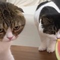 『これは何かニャ？』生まれて初めてスイカを見る猫さんたち