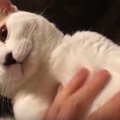 みんな大好き、猫と一緒にくつろぐための動画