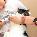 苦手な『足の毛のカット』を終えた猫→遠くでパパ猫が用を足す音がして…