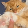 猫の『伸びてきた毛』を触っていたら…猫とは思えない『まさかの反応』に１…