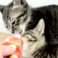 子猫4兄弟初めてのちゅーる！